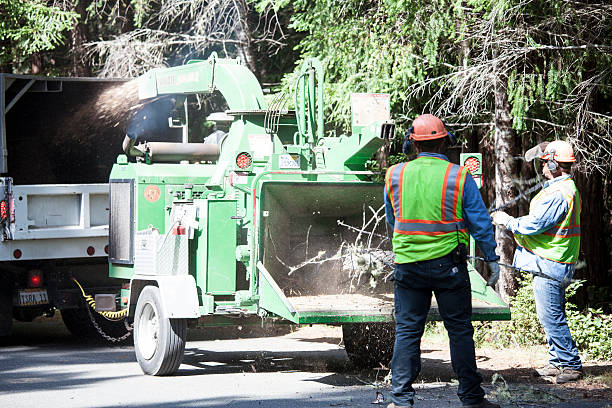 Leaf Removal in Waupun, WI