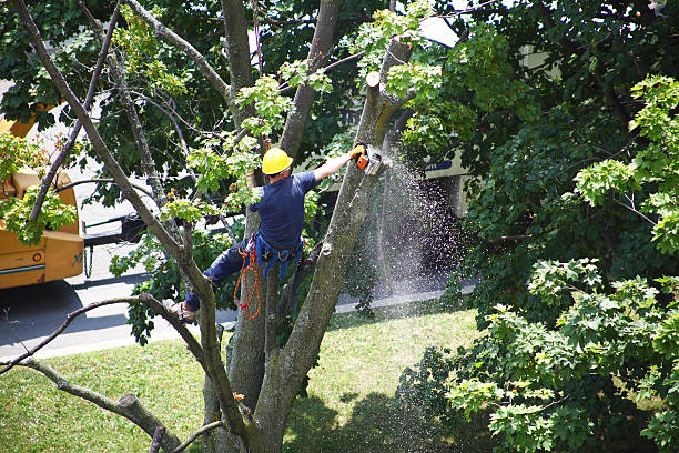 How Our Tree Care Process Works  in  Waupun, WI